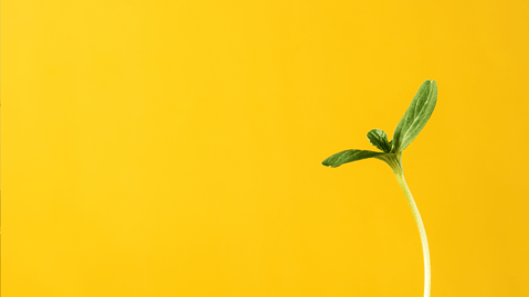Sown To Grow SPZ Legal Case Study